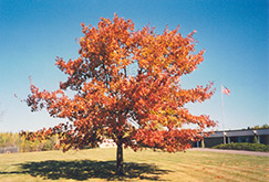 Red Oak (Quercus rubra) at Sargent's Nursery
