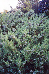 Maney Juniper (Juniperus chinensis 'Maney') at Sargent's Nursery