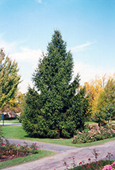 Norway Spruce (Picea abies) at Sargent's Nursery