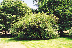 American Hazelnut (Corylus americana) at Sargent's Nursery