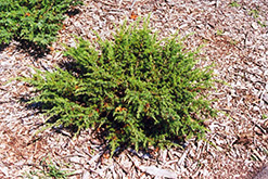 Blueberry Delight Juniper (Juniperus communis 'AmiDak') at Sargent's Nursery