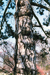 Austrian Pine (Pinus nigra) at Sargent's Nursery