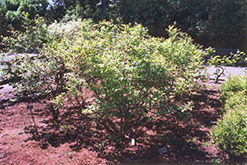 Northland Blueberry (Vaccinium corymbosum 'Northland') at Sargent's Nursery
