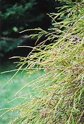 Threadleaf Arborvitae (Thuja occidentalis 'Filiformis') at Sargent's Nursery