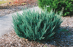 Maney Juniper (Juniperus chinensis 'Maney') at Sargent's Nursery