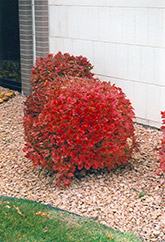 Bailey Compact Highbush Cranberry (Viburnum trilobum 'Bailey Compact') at Sargent's Nursery