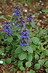 Caitlin's Giant Bugleweed (Ajuga reptans 'Caitlin's Giant') at Sargent's Nursery
