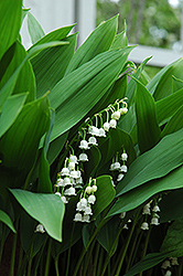 Lily-Of-The-Valley (Convallaria majalis) at Sargent's Nursery