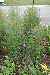 Shenandoah Reed Switch Grass (Panicum virgatum 'Shenandoah') at Sargent's Nursery