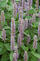 Blue Fortune Anise Hyssop (Agastache 'Blue Fortune') at Sargent's Nursery