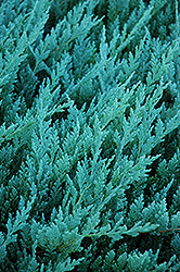 Blue Chip Juniper (Juniperus horizontalis 'Blue Chip') at Sargent's Nursery