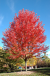 Autumn Blaze Maple (Acer x freemanii 'Jeffersred') at Sargent's Nursery