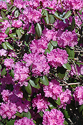 P.J.M. Rhododendron (Rhododendron 'P.J.M.') at Sargent's Nursery