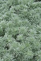Silver Mound Artemisia (Artemisia schmidtiana 'Silver Mound') at Sargent's Nursery