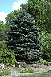 Fat Albert Blue Spruce (Picea pungens 'Fat Albert') at Sargent's Nursery