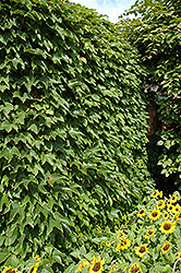 Boston Ivy (Parthenocissus tricuspidata) at Sargent's Nursery