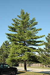 White Pine (Pinus strobus) at Sargent's Nursery
