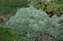 Silver Mound Artemisia (Artemisia schmidtiana 'Silver Mound') at Sargent's Nursery