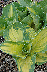 Great Expectations Hosta (Hosta 'Great Expectations') at Sargent's Nursery