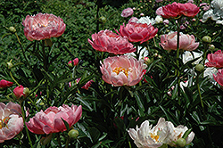 Coral Charm Peony (Paeonia 'Coral Charm') at Sargent's Nursery