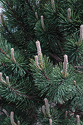 Tannenbaum Mugo Pine (Pinus mugo 'Tannenbaum') at Sargent's Nursery