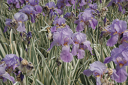 Variegated Sweet Iris (Iris pallida 'Variegata') at Sargent's Nursery