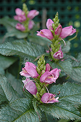 Hot Lips Turtlehead (Chelone lyonii 'Hot Lips') at Sargent's Nursery