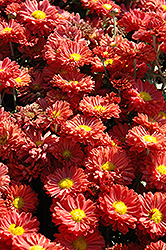 Dark Bronze Daisy Chrysanthemum (Chrysanthemum 'Dark Bronze Daisy') at Sargent's Nursery