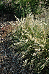 Pony Tails Mexican Feather Grass (Stipa tenuissima 'Pony Tails') at Sargent's Nursery
