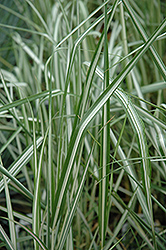 Avalanche Reed Grass (Calamagrostis x acutiflora 'Avalanche') at Sargent's Nursery
