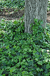 Baltic Ivy (Hedera helix 'Baltica') at Sargent's Nursery