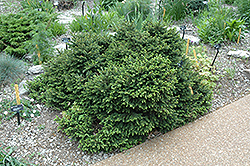 Pumila Norway Spruce (Picea abies 'Pumila') at Sargent's Nursery