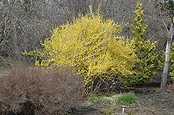 Northern Gold Forsythia (Forsythia 'Northern Gold') at Sargent's Nursery
