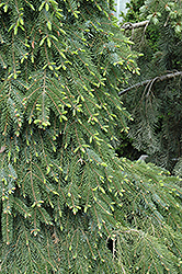 Bruns Weeping Spruce (Picea omorika 'Pendula Bruns') at Sargent's Nursery