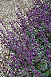 Purple Rain Salvia (Salvia verticillata 'Purple Rain') at Sargent's Nursery