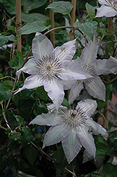 Claire De Lune Clematis (Clematis 'Claire De Lune') at Sargent's Nursery