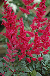 Fanal Astilbe (Astilbe x arendsii 'Fanal') at Sargent's Nursery