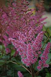 Maggie Daley Astilbe (Astilbe chinensis 'Maggie Daley') at Sargent's Nursery