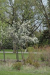 Toka Plum (Prunus 'Toka') at Sargent's Nursery