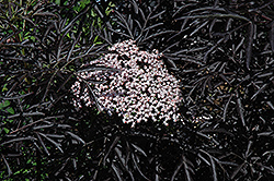 Black Lace Elder (Sambucus nigra 'Eva') at Sargent's Nursery