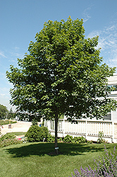 Fall Fiesta Sugar Maple (Acer saccharum 'Bailsta') at Sargent's Nursery