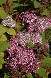 Double Play Big Bang Spirea (Spiraea 'Tracy') at Sargent's Nursery