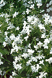 Regatta White Lobelia (Lobelia erinus 'Regatta White') at Sargent's Nursery