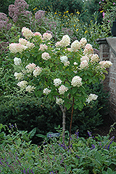 Limelight Hydrangea (tree form) (Hydrangea paniculata 'Limelight (tree form)') at Sargent's Nursery