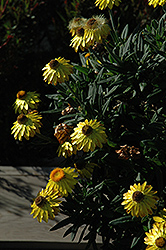 Mohave Yellow Strawflower (Bracteantha bracteata 'KLEBB08392') at Sargent's Nursery