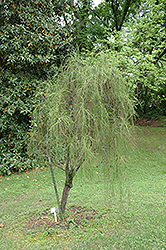 Threadleaf Arborvitae (Thuja occidentalis 'Filiformis') at Sargent's Nursery