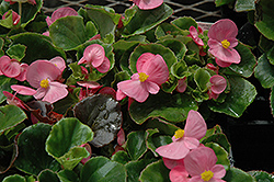 Super Olympia Pink Begonia (Begonia 'Super Olympia Pink') at Sargent's Nursery