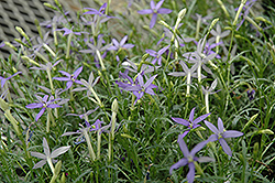 Beth's Blue Laurentia (Isotoma axillaris 'Beth's Blue') at Sargent's Nursery
