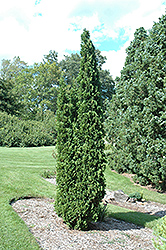 Degroot's Spire Arborvitae (Thuja occidentalis 'Degroot's Spire') at Sargent's Nursery
