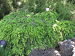 Cole's Prostrate Hemlock (Tsuga canadensis 'Cole's Prostrate') at Sargent's Nursery